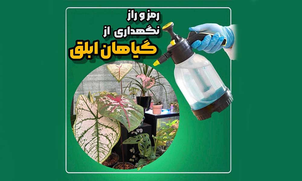 نگهداری و مراقبت از گیاهان ابلق