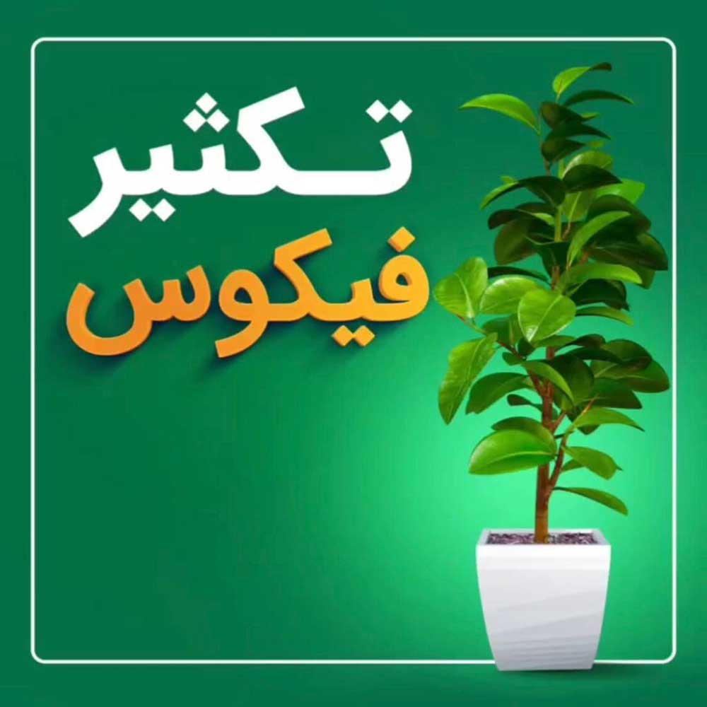 تکثیر فیکوس