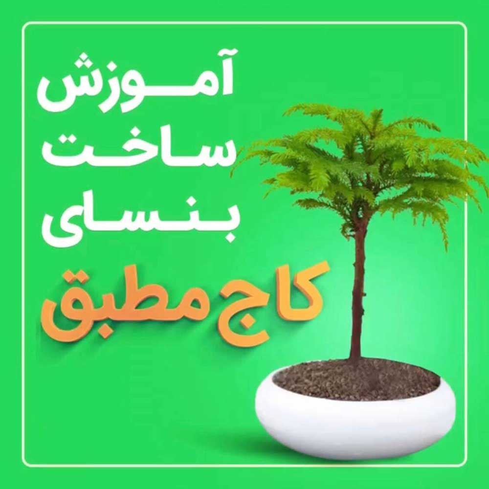 آموزش ساخت بنسای کاج مطبق